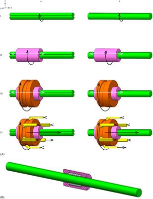 Design and evaluation of a ball spline wasp-inspired needle